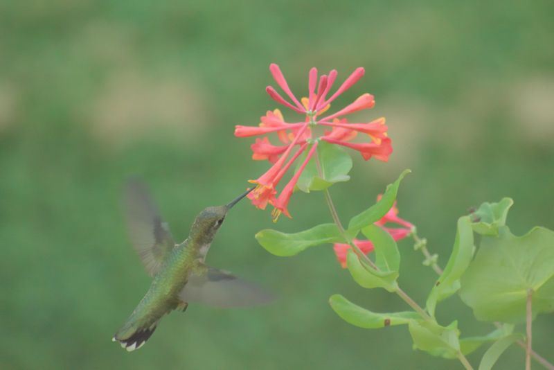 Give Firebush What It Needs To Bloom Longer In Florida
