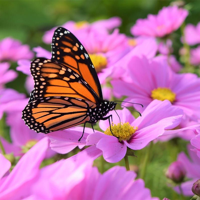 Tuck In Cosmos For Airy Butterfly Flowers