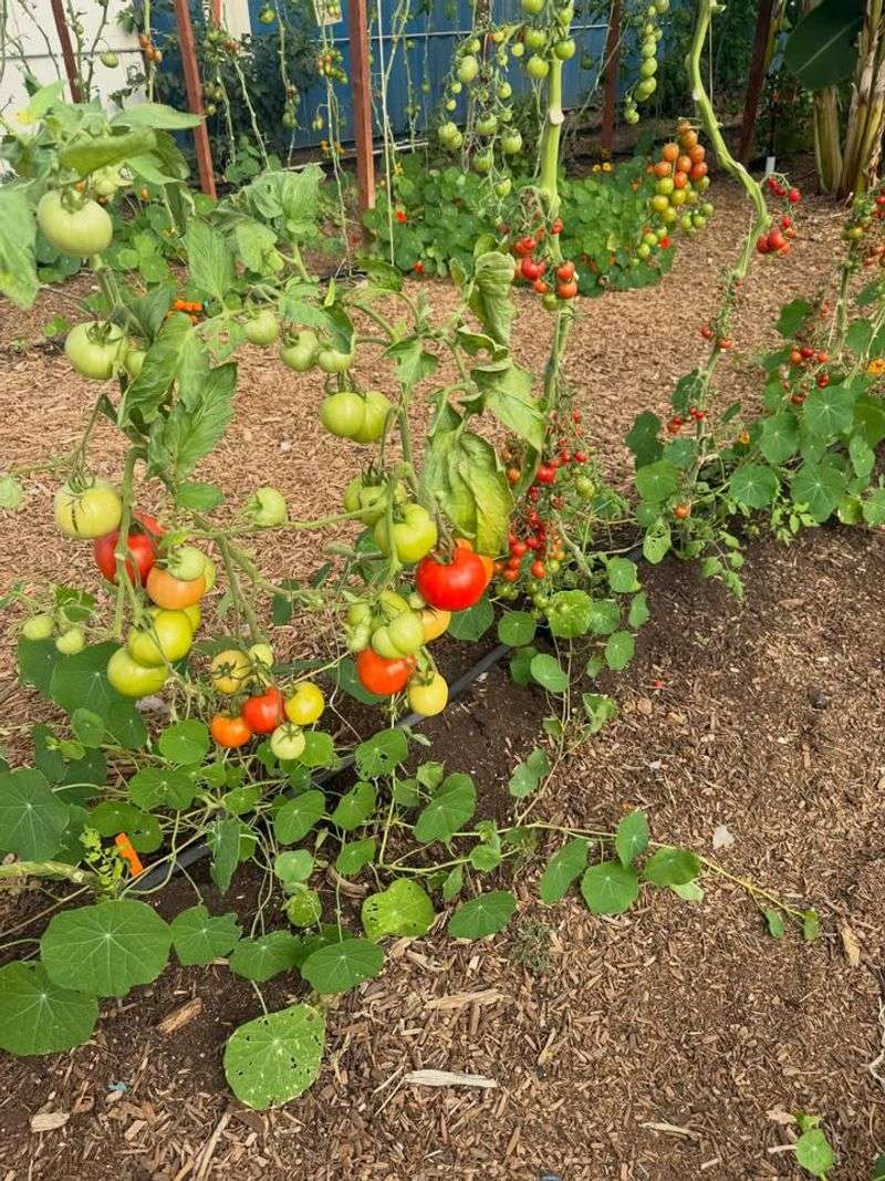 Choose Heat-Set Or Heat-Tolerant Varieties