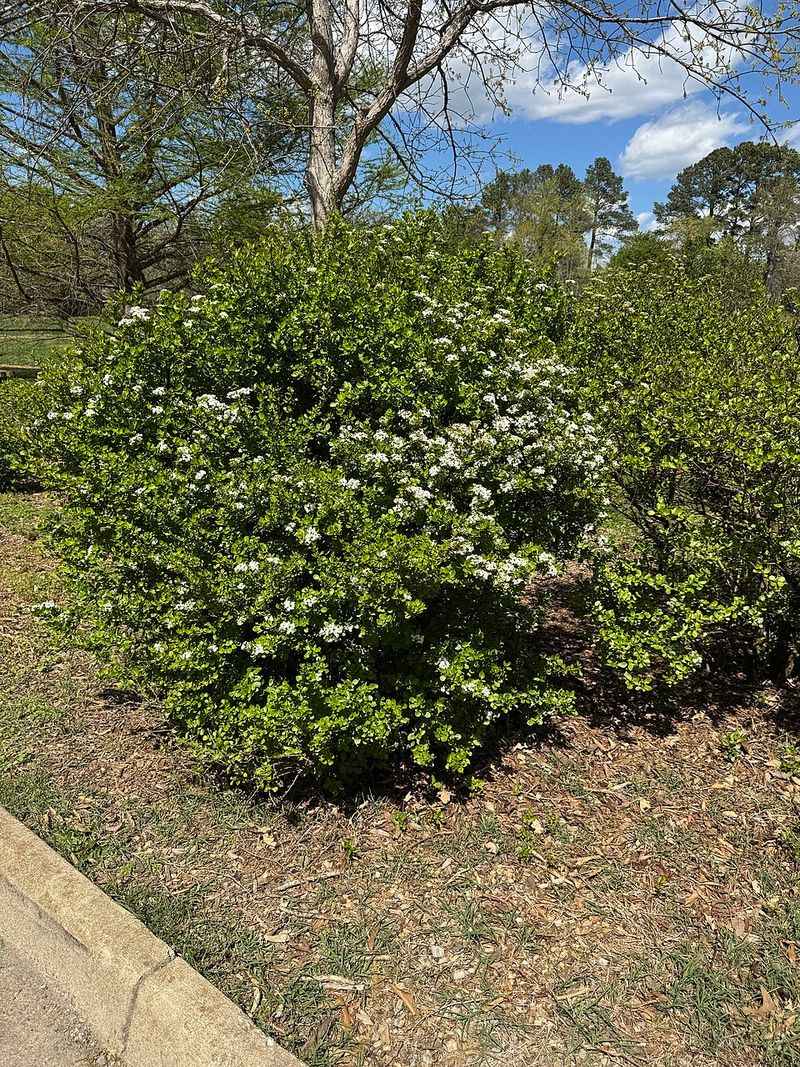Plant Walter's Viburnum For A Tidy Native Hedge