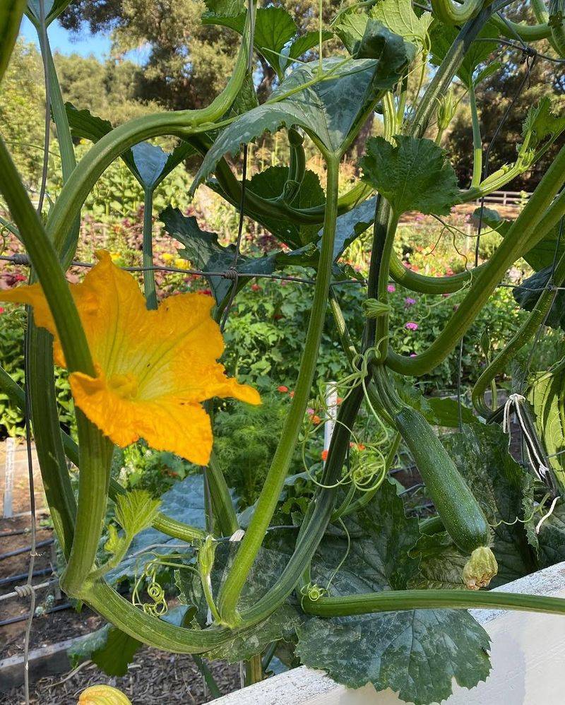 Keep Leaves Off The Ground To Reduce Disease Pressure