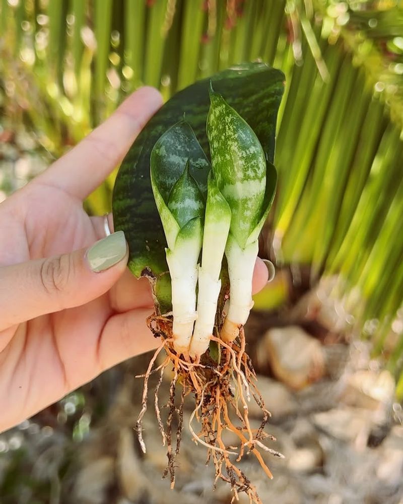 Cut Leaves Into Sections And Root Them Separately