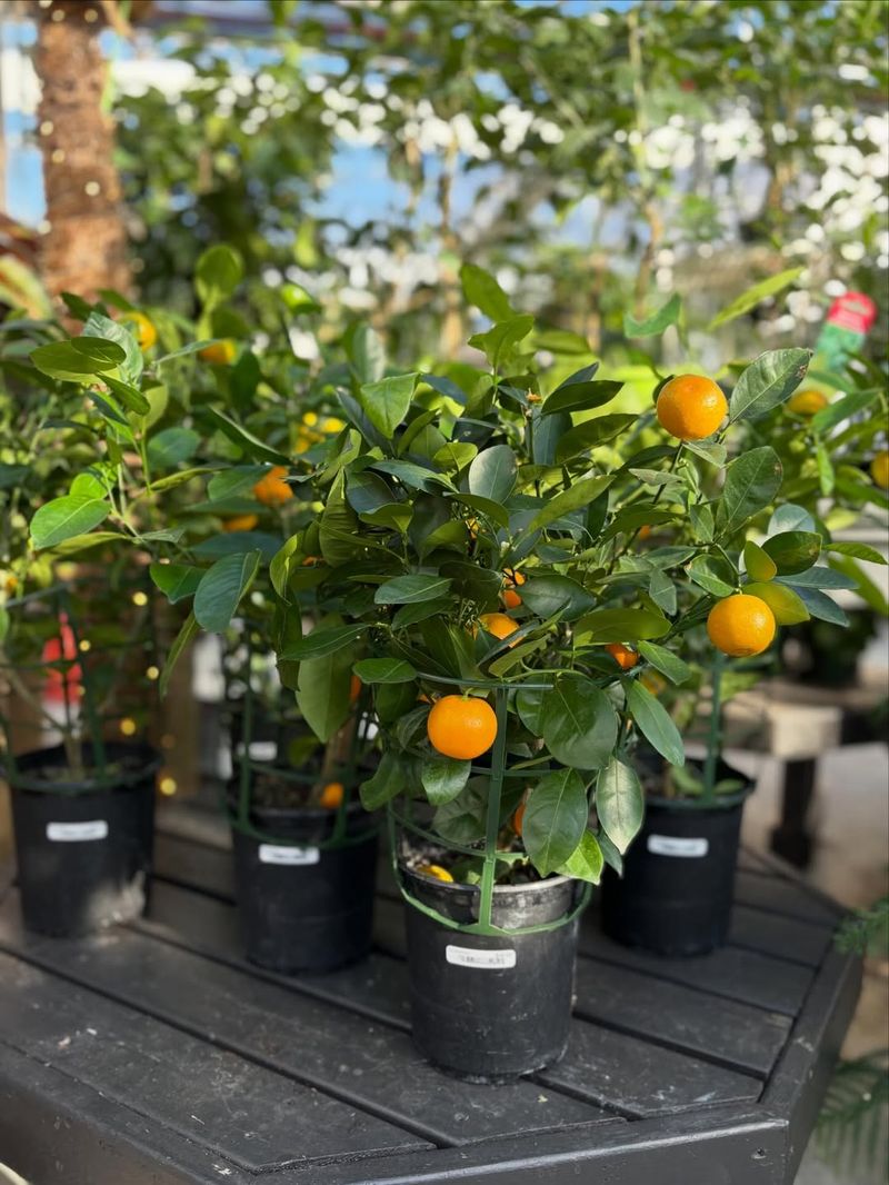 Pick A Sunny Patio Spot