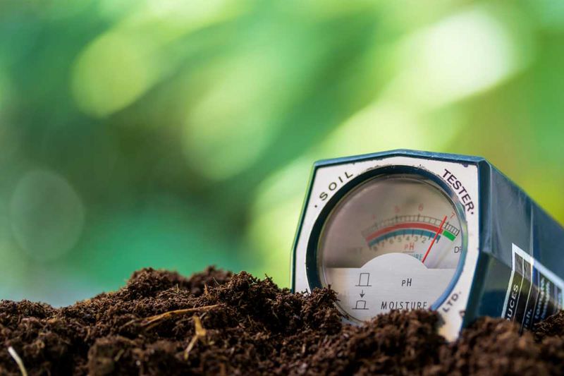 Check Soil pH Before New Growth Takes Off