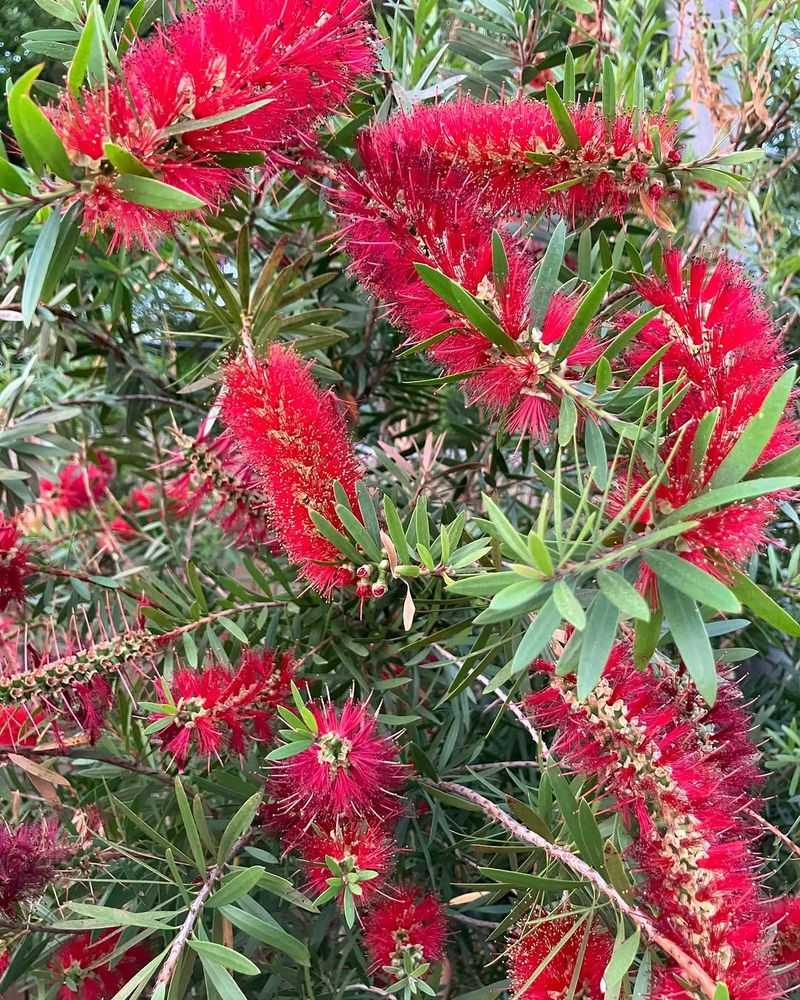 Prune After Blooming
