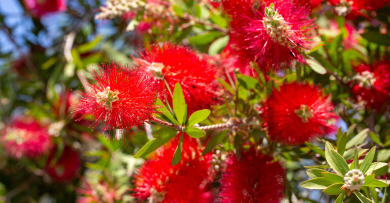 Use These Tricks For More Bottlebrush Tree Blooms In California