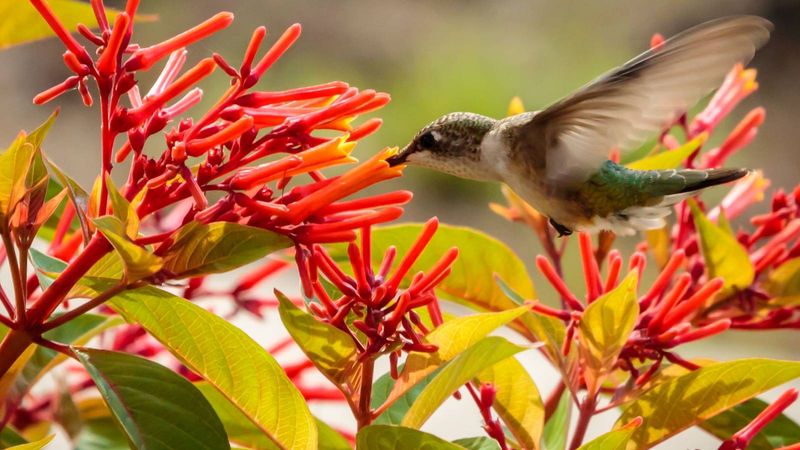 Firebush Is The Bright Flower Hummingbirds Cannot Resist