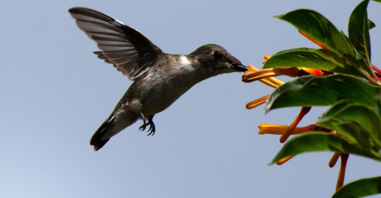 hummingbird feeding on a firebush