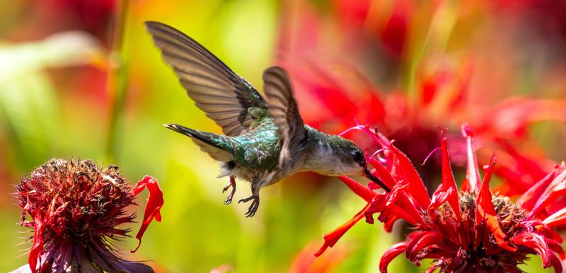 Bee Balm Is The Flower That Changes The Whole Feeder Game