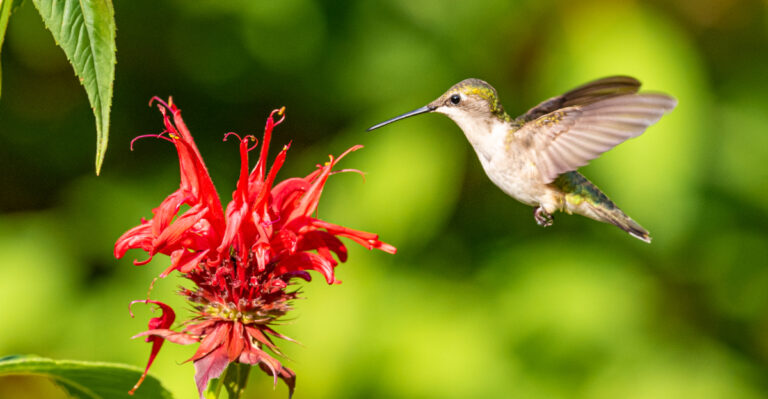 hummingbird on bee balm