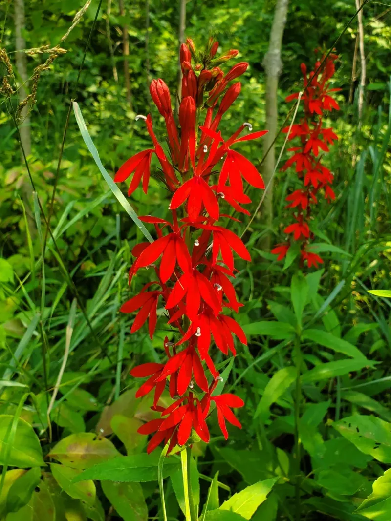 Add Cardinal Flower For Bold Color In Shade