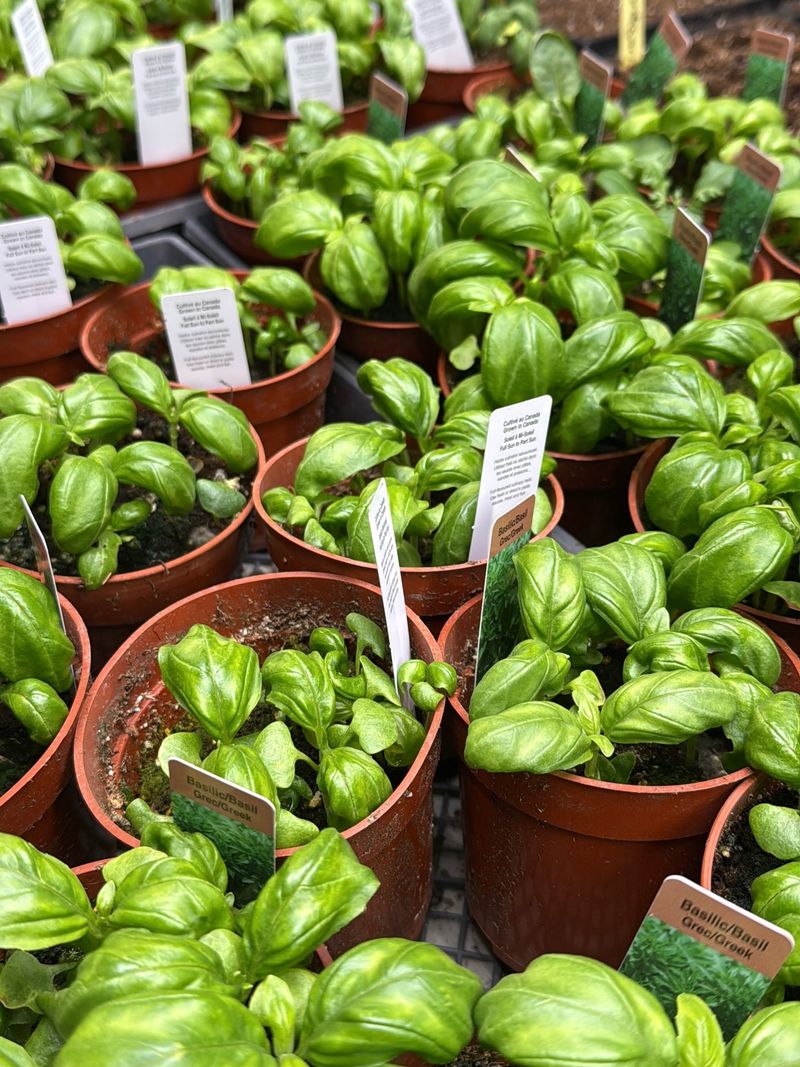 Provide Full Sun For Strong, Flavorful Growth