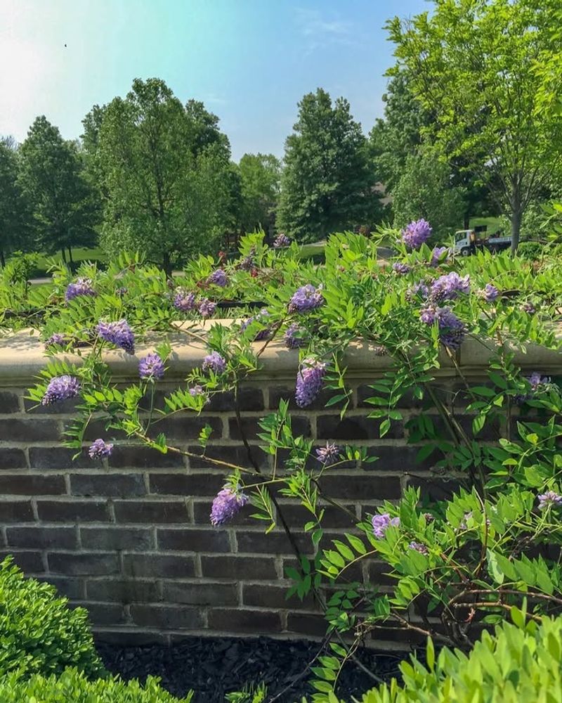 Water Deeply While The Plant Establishes