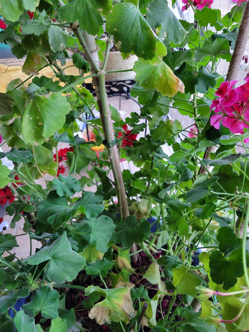 Trim Leggy Growth To Keep Plants Compact And Blooming