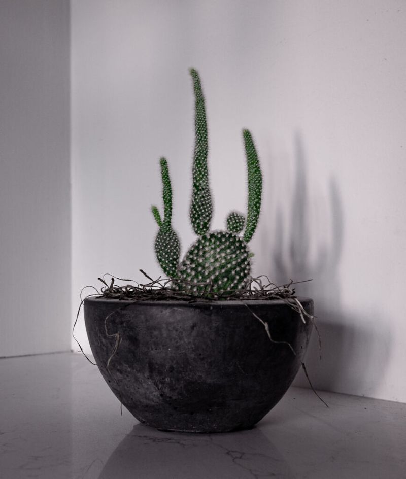 Provide A Cool Winter Rest