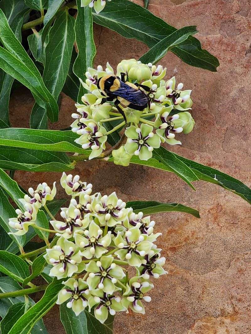 Give Morning Sun With Light Afternoon Shade