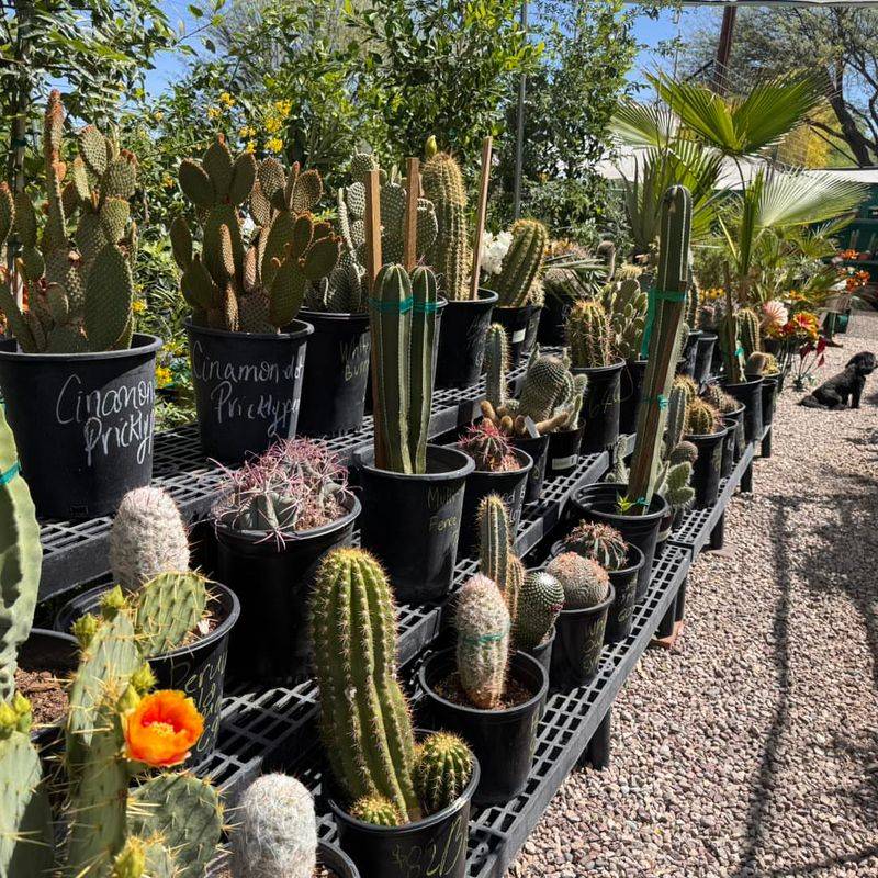 Provide Temporary Shade After Transplanting