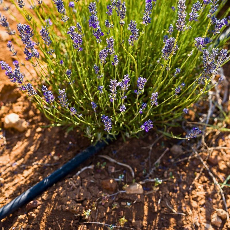 Water Deeply But Less Often To Build Strong Root Systems