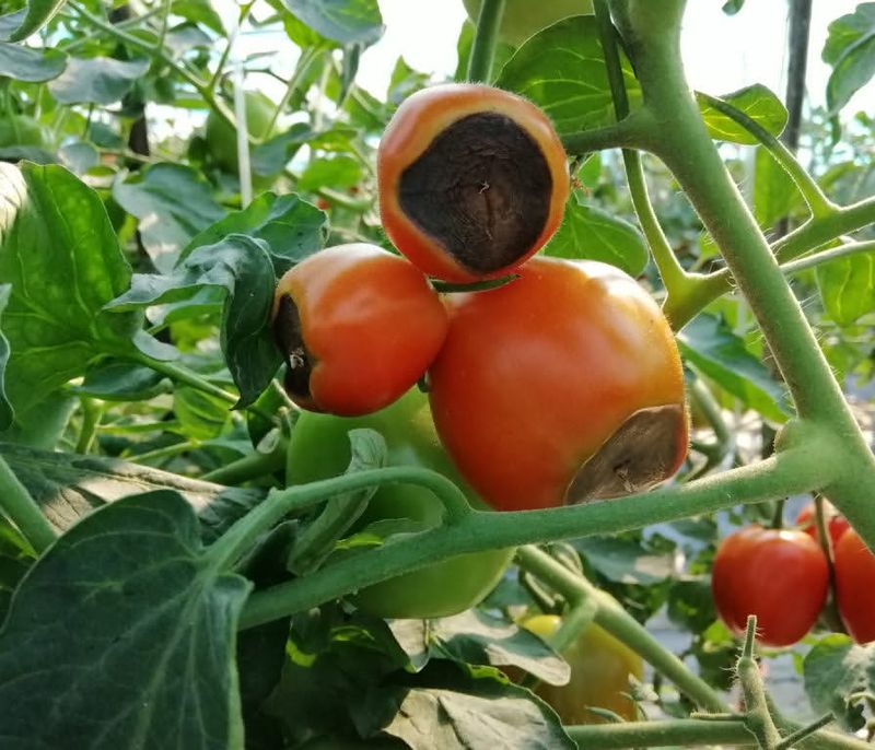 Add Calcium Only If Soil Is Truly Deficient