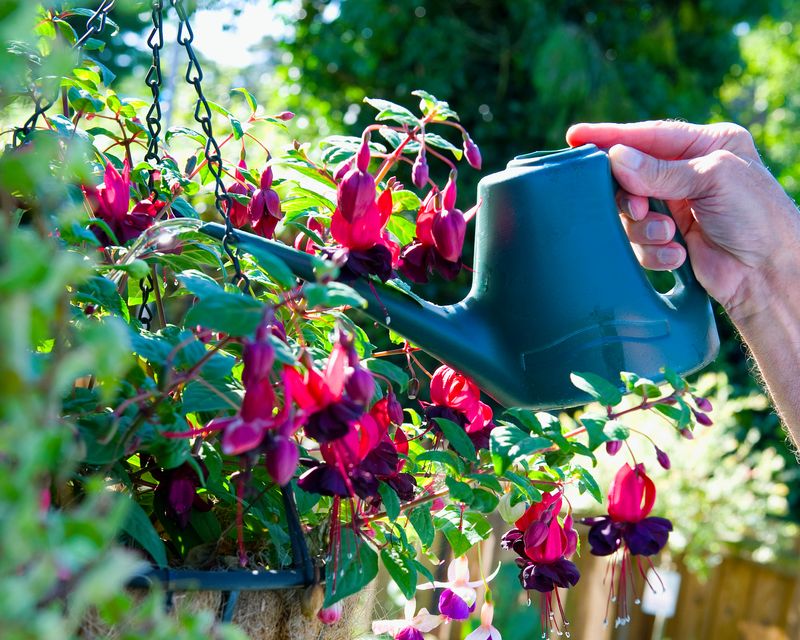 Water Consistently But Avoid Overwatering Water Consistently But Avoid Overwatering