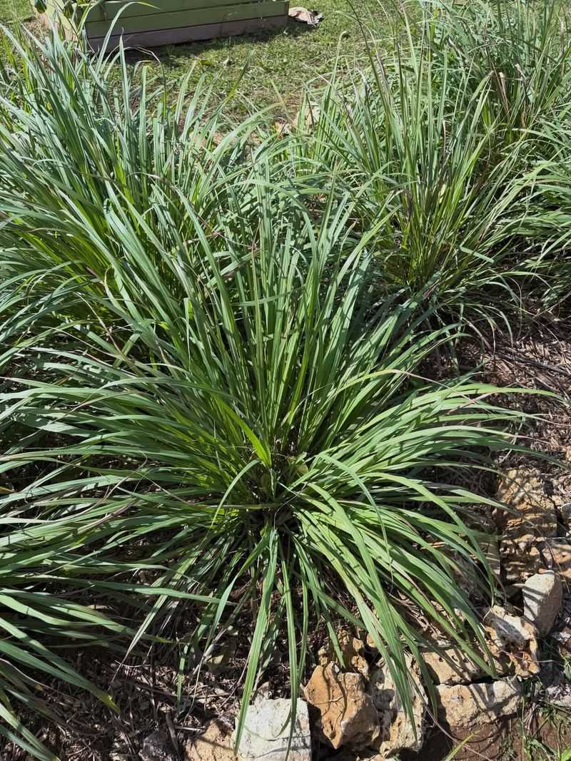 Can Help Deter Nuisance Insects Around Your Yard