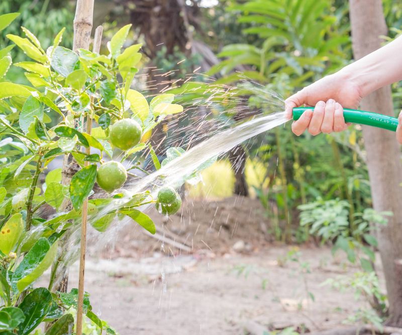 Fertilizing Without Watering Deeply First