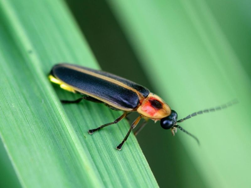 Spraying Lawn Chemicals That Disrupt Soil Life