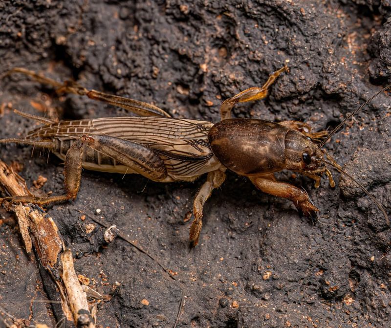 Ignoring Lawn Pest Infestations