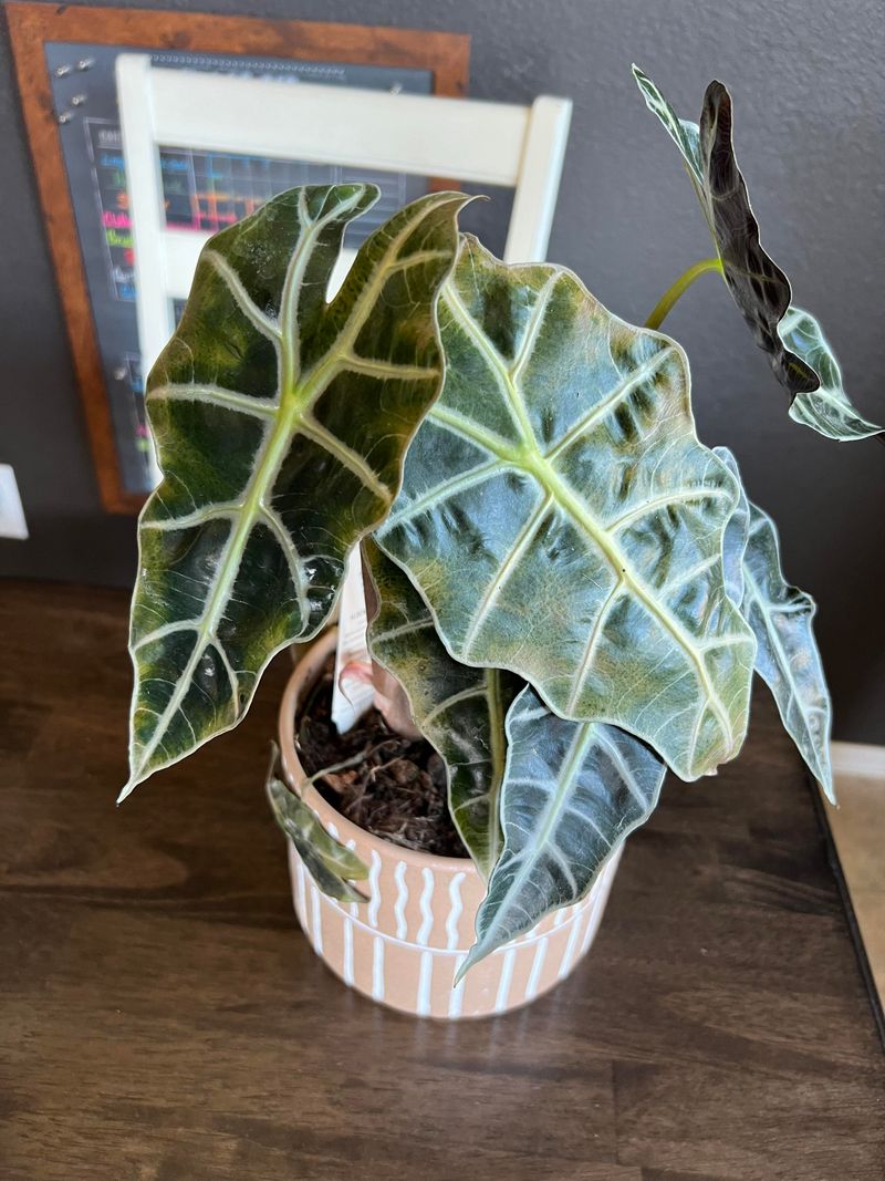 Not Providing Enough Humidity