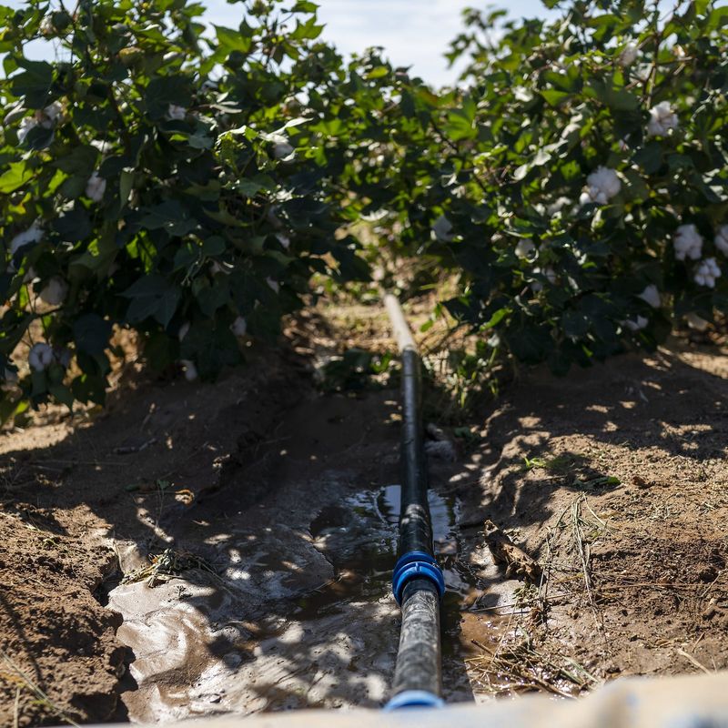 Watering Early In The Morning Reduces Evaporation Loss