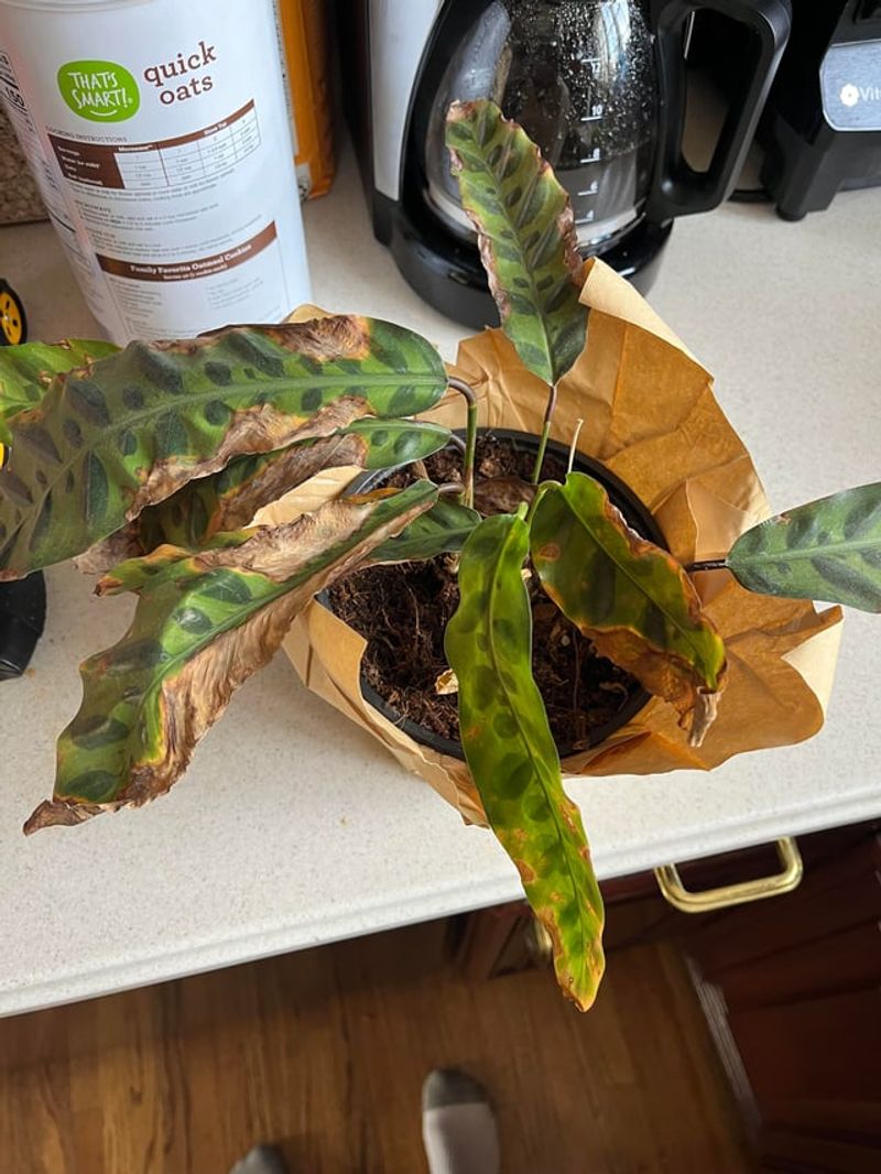 Letting Soil Dry Out Too Much Between Watering