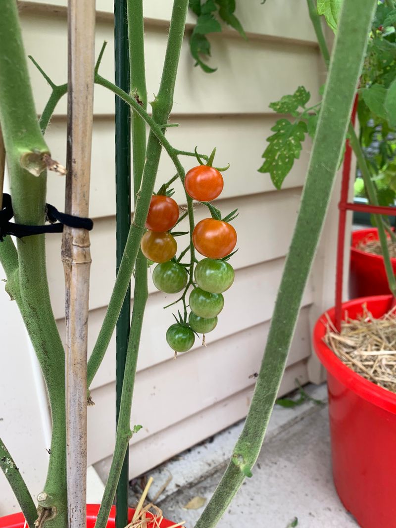 How Much Sun Cherry Tomatoes Need In California
