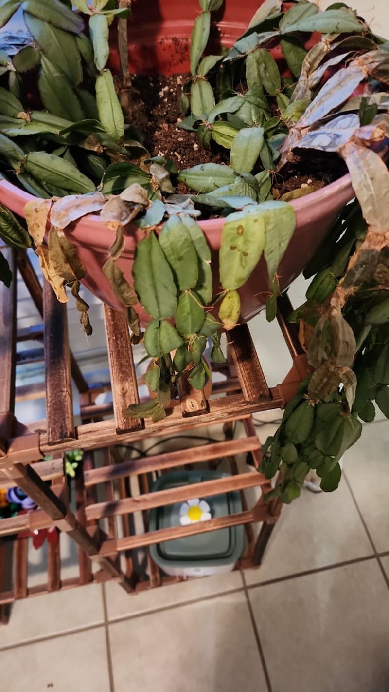 Simple Adjustments Can Help Easter Cactus Recover
