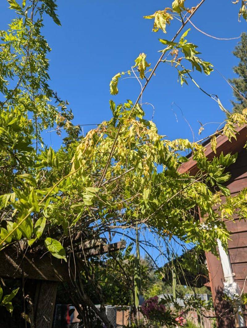Growing In Too Much Shade Reduces Flowering