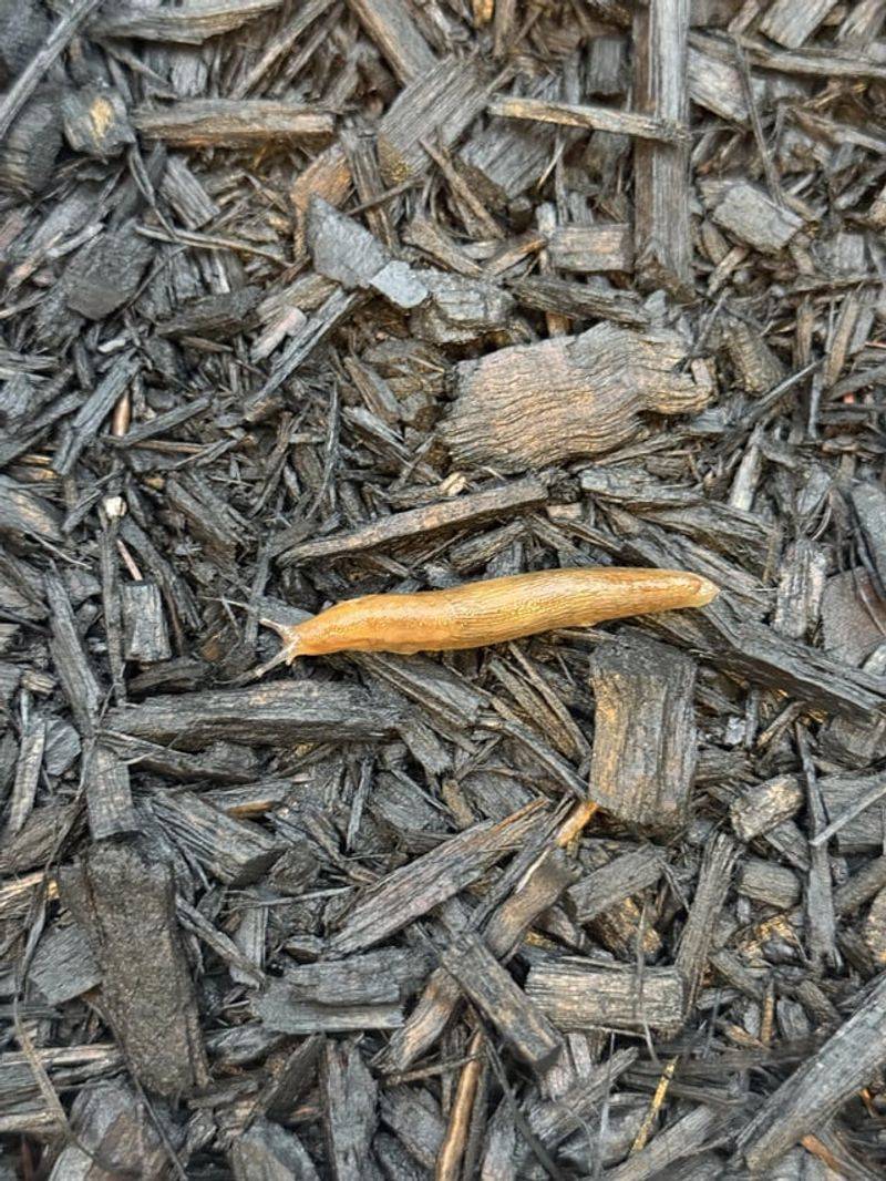 Skipping Slug Checks After Mulching