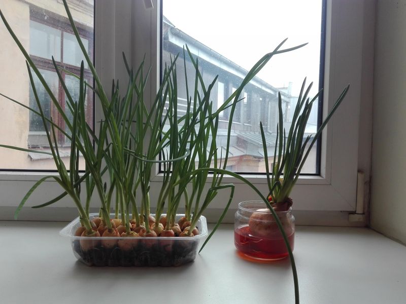 Planting At The Right Time Across Texas Regions