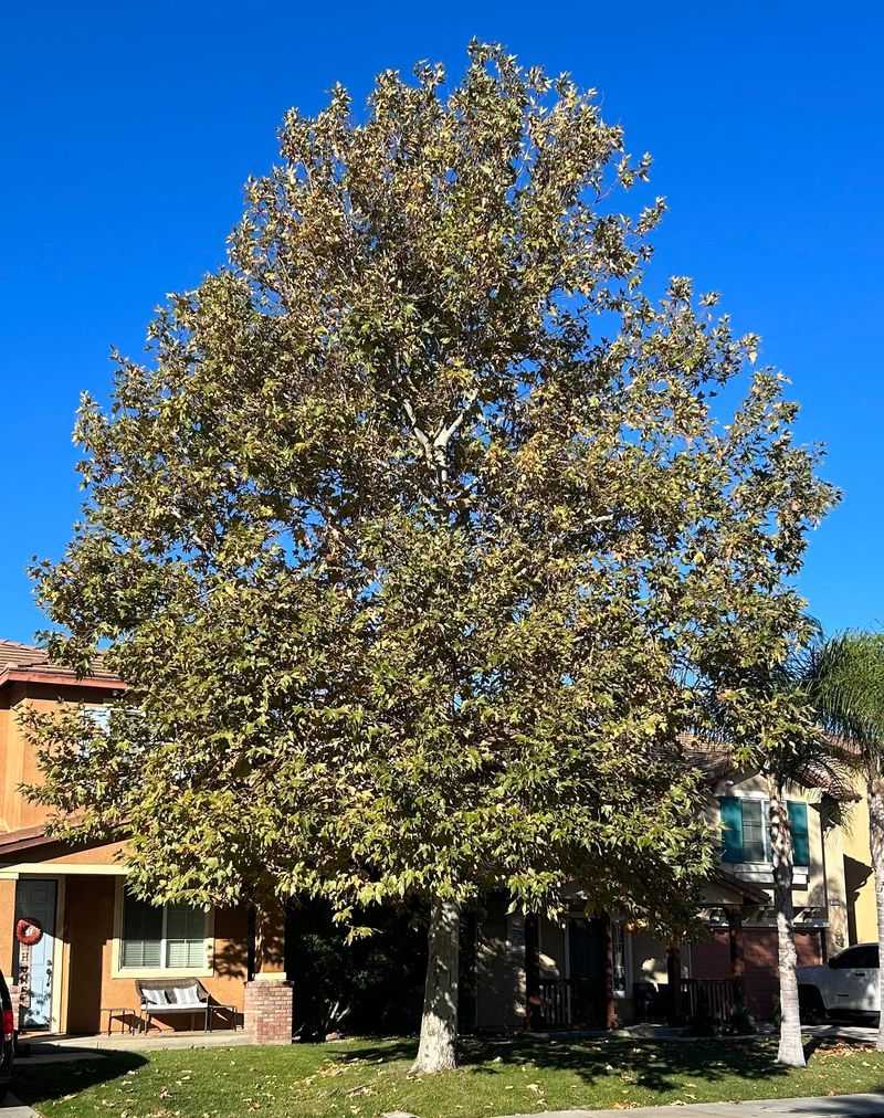 California Sycamore