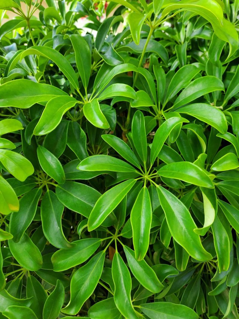 Dwarf Schefflera Stays Dense And Tidy
