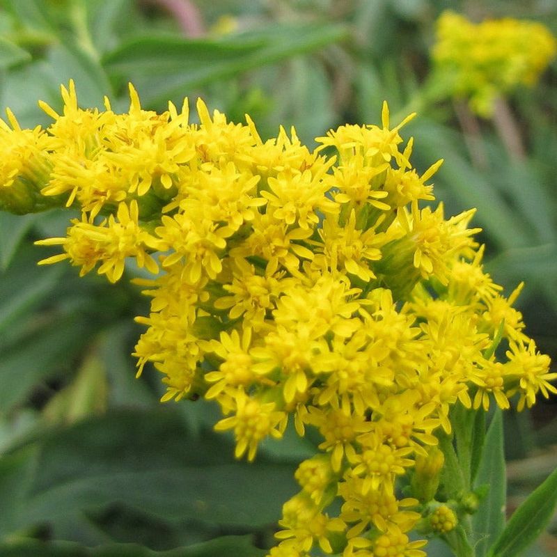 Goldenrod Provides Late-Season Food As Other Blooms Fade