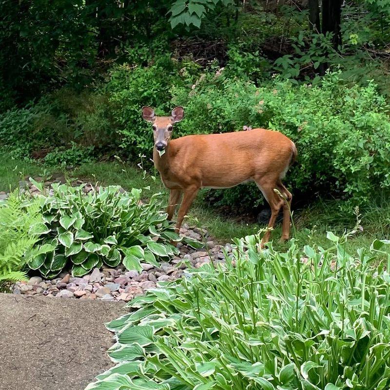 A Physical Fence Is The Only Truly Reliable Protection