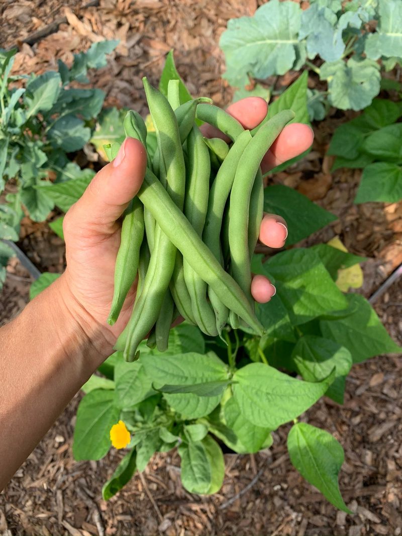Bush Beans With Their Fast And Fuss-Free Harvests