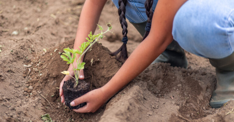 Vegetables Florida Gardeners Should Start In April