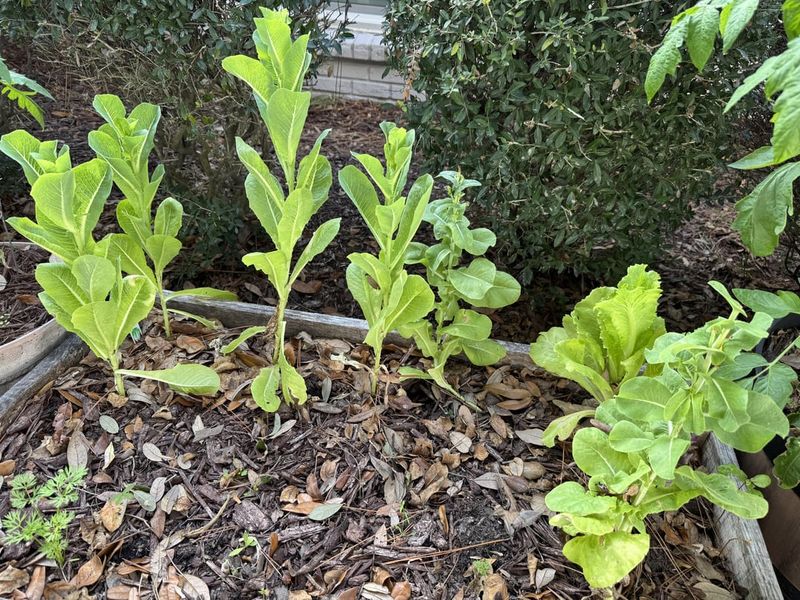 Lettuce Struggles As Temperatures Start To Rise