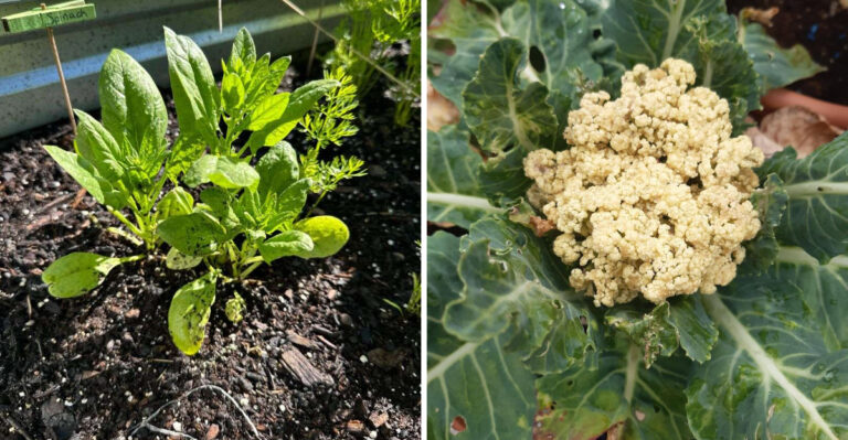 Vegetables That Fail When Planted In April In Florida