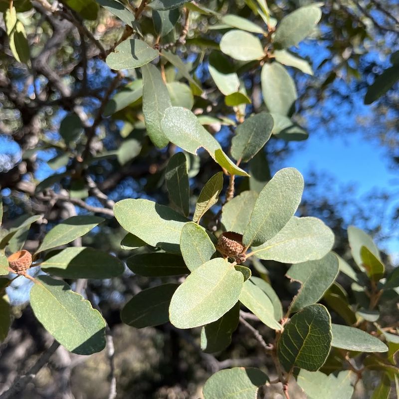 Mexican Blue Oak Holds Up In Dry Southern Arizona Conditions