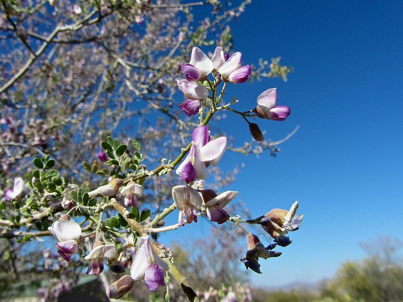 Desert Ironwood Holds A Dense, Lasting Shape