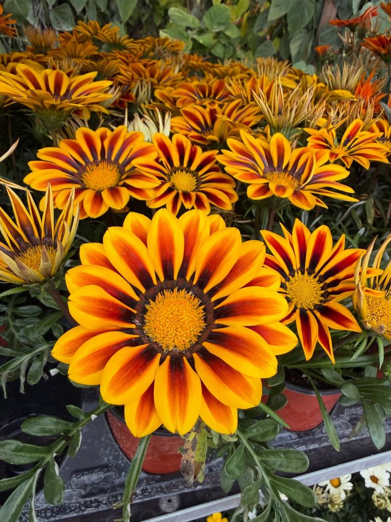 Gazania