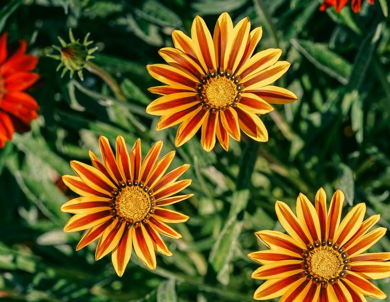 Gazania Can Regrow When Sections Are Set In Sandy Mix