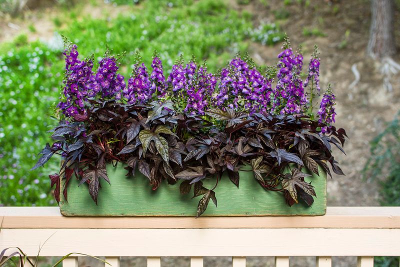 Angelonia Adds Upright Color That Handles Heat Well