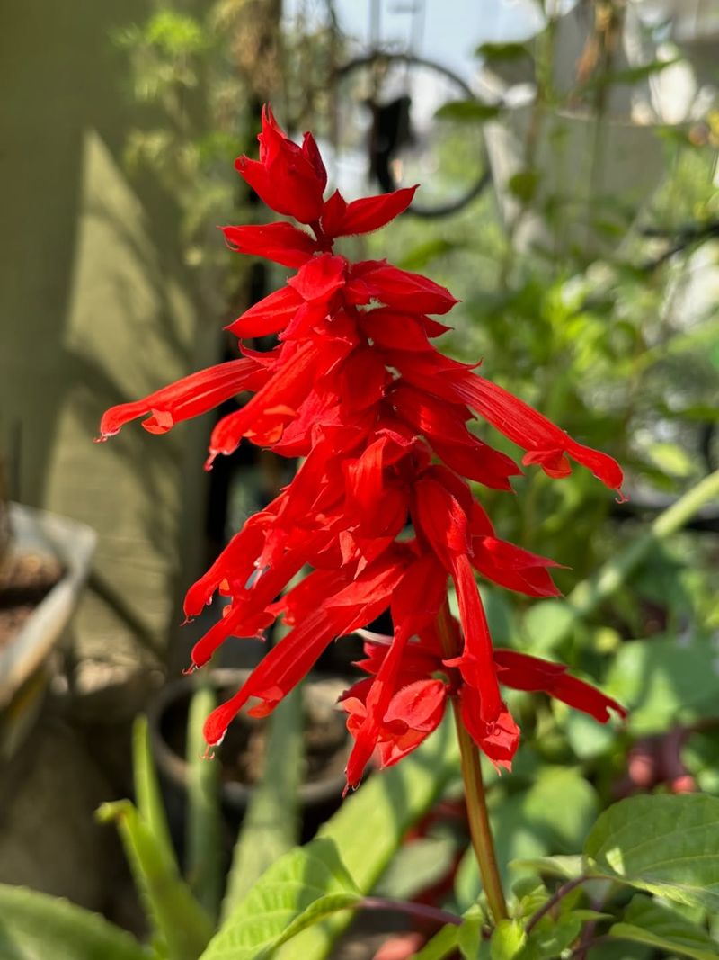 Salvia Handles Heat And Adds Lasting Color